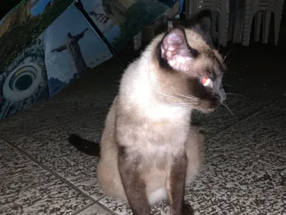 Gato raça Siamês idade 2 anos nome Gatinha Siamês