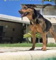 Diva