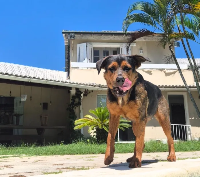 Cachorro raça SRD-ViraLata idade 2 anos nome Diva