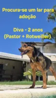 Diva