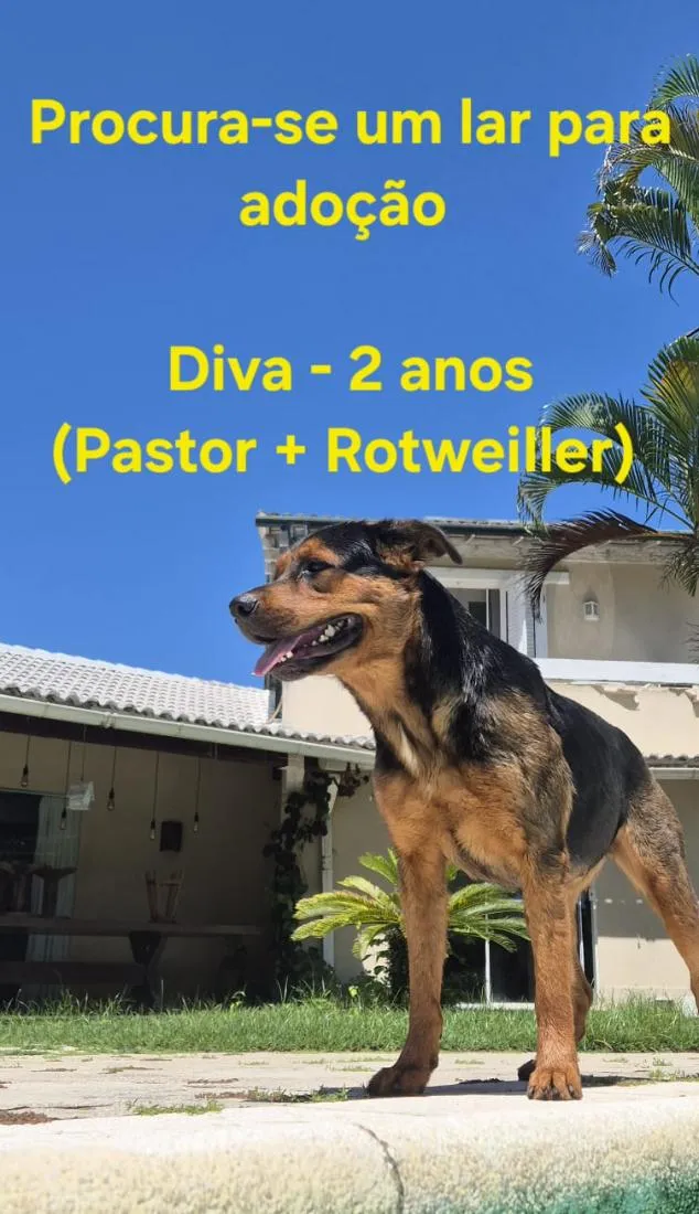 Cachorro raça SRD-ViraLata idade 2 anos nome Diva