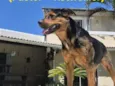Diva