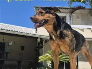 Cachorro raça SRD-ViraLata idade 2 anos nome Diva
