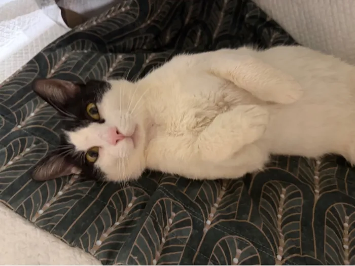Gato raça SRD-ViraLata idade 7 a 11 meses nome SNOOPY