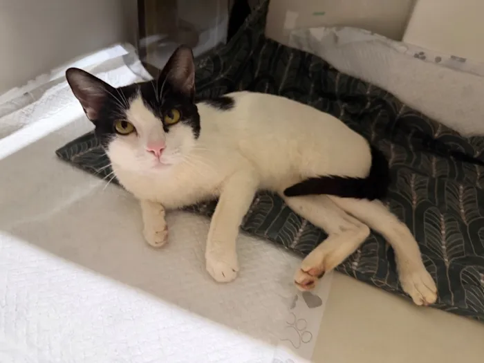 Gato raça SRD-ViraLata idade 7 a 11 meses nome SNOOPY