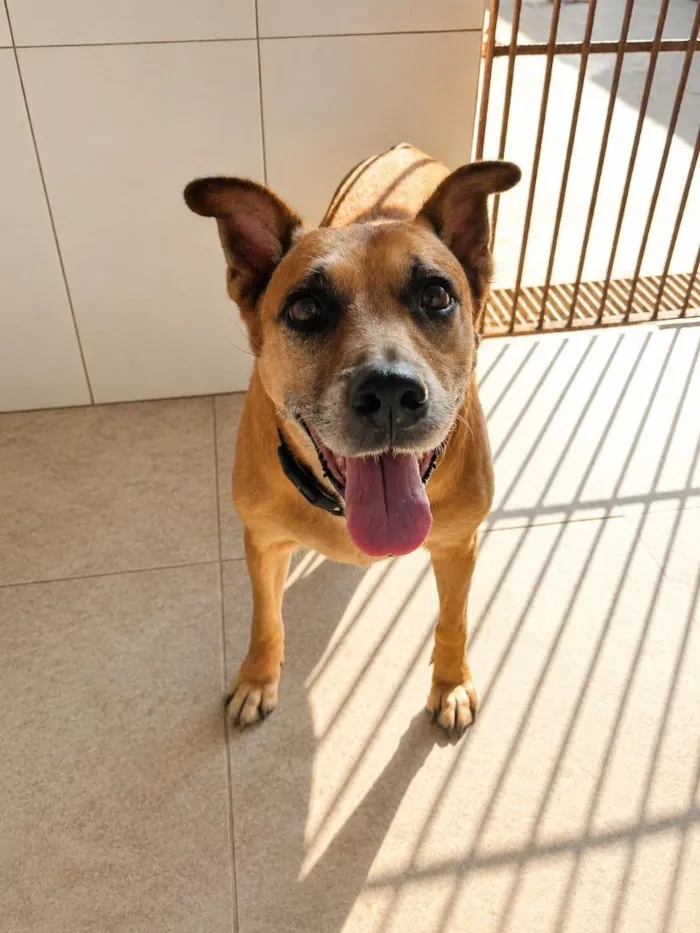 Cachorro raça SRD-ViraLata idade 4 anos nome Teka