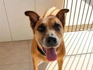 Cachorro raça SRD-ViraLata idade 4 anos nome Teka