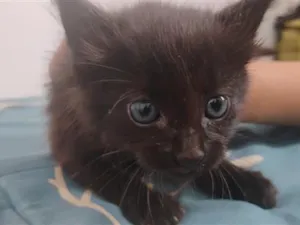 Gato raça SRD-ViraLata idade 2 a 6 meses nome Shadow 