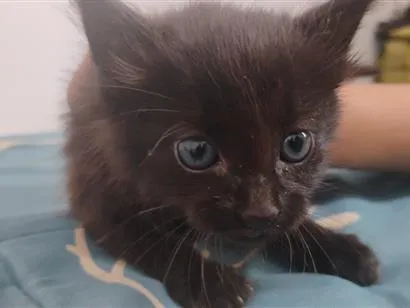 Gato raça SRD-ViraLata idade 2 a 6 meses nome Shadow 