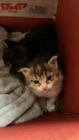 gatinhos filhotes