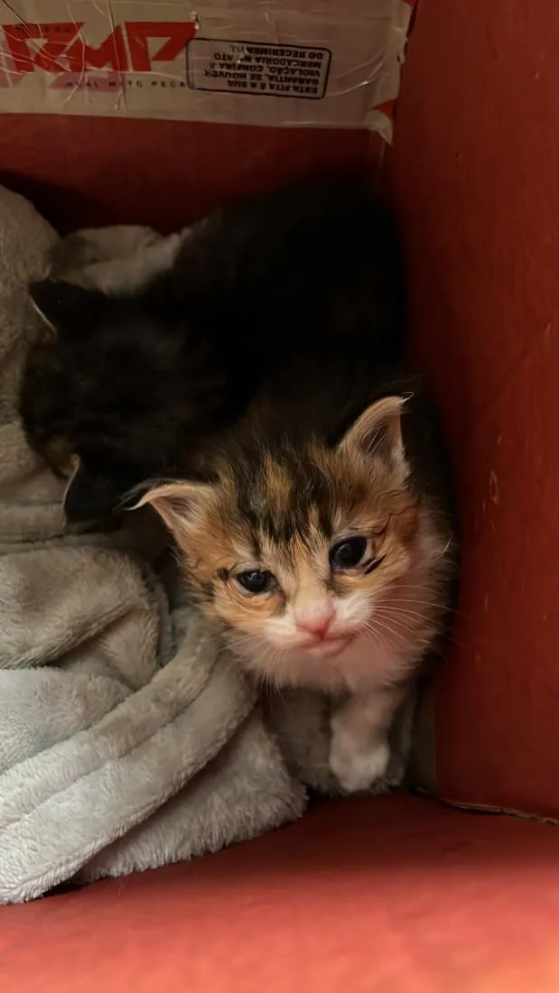 Gato raça SRD-ViraLata idade Abaixo de 2 meses nome gatinhos filhotes