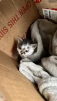 gatinhos filhotes