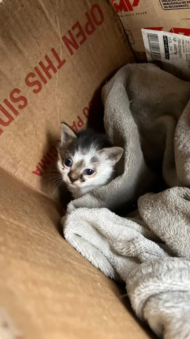 Gato raça SRD-ViraLata idade Abaixo de 2 meses nome gatinhos filhotes