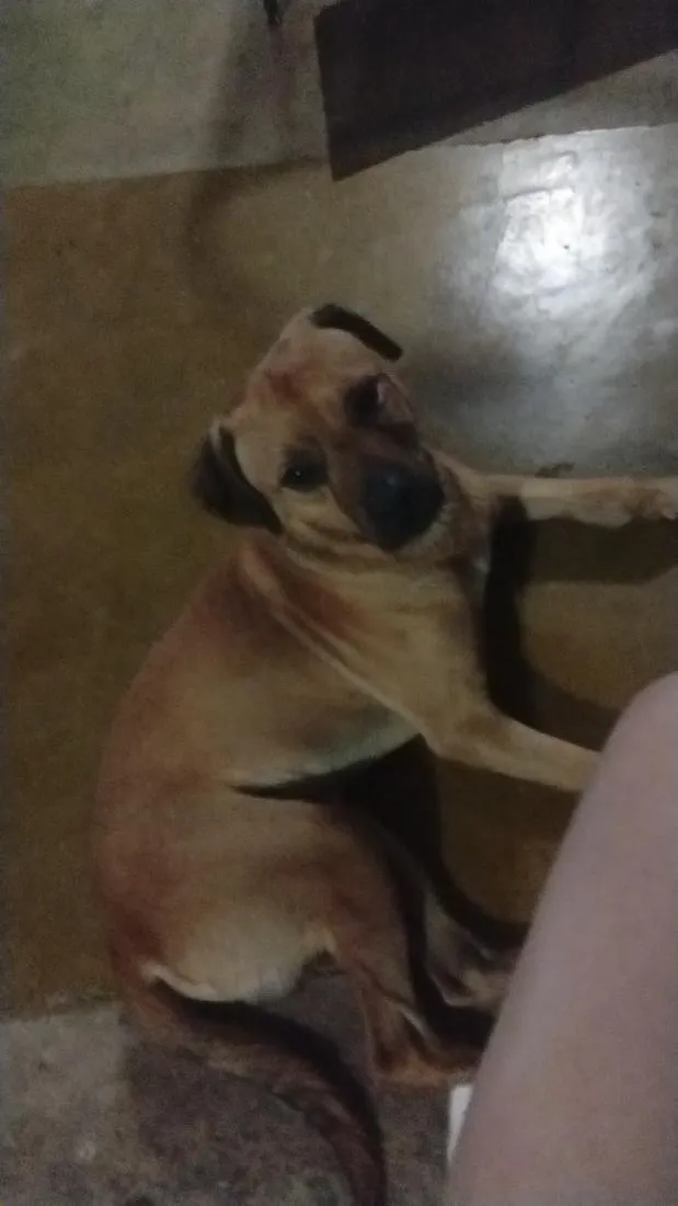 Cachorro raça SRD-ViraLata idade 3 anos nome perdido 