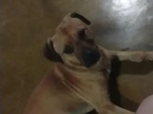 Cachorro raça SRD-ViraLata idade 3 anos nome perdido 