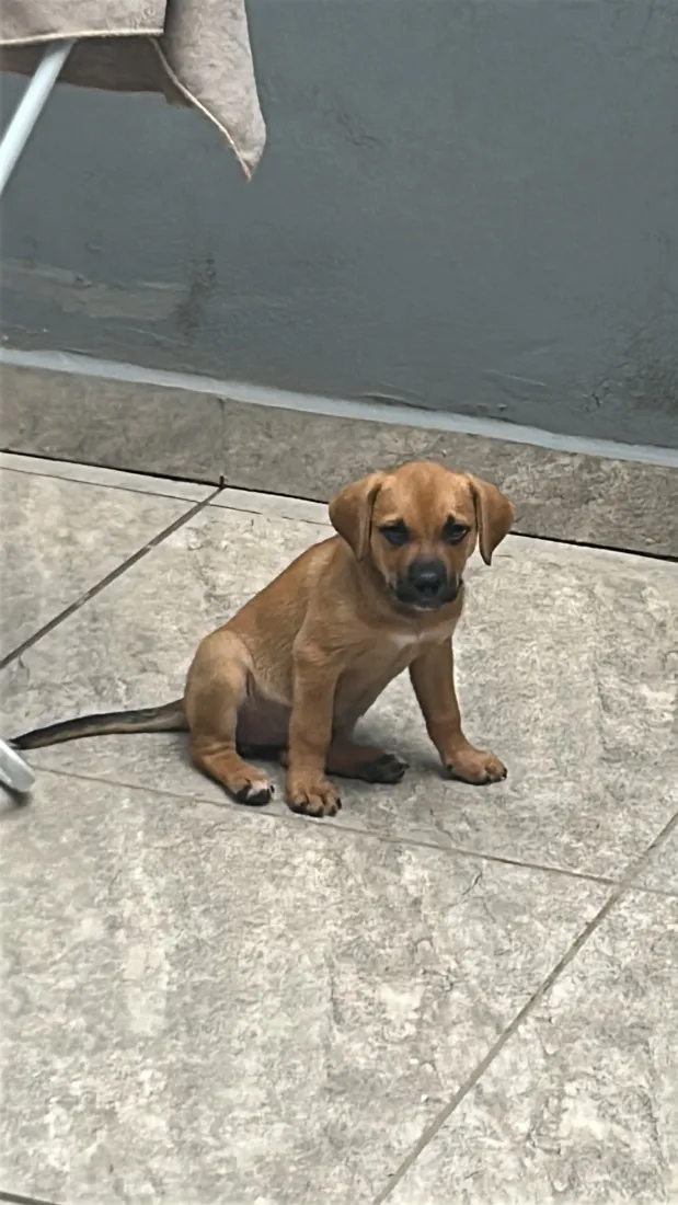 Cachorro raça SRD-ViraLata idade Abaixo de 2 meses nome Mel