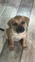 Mel