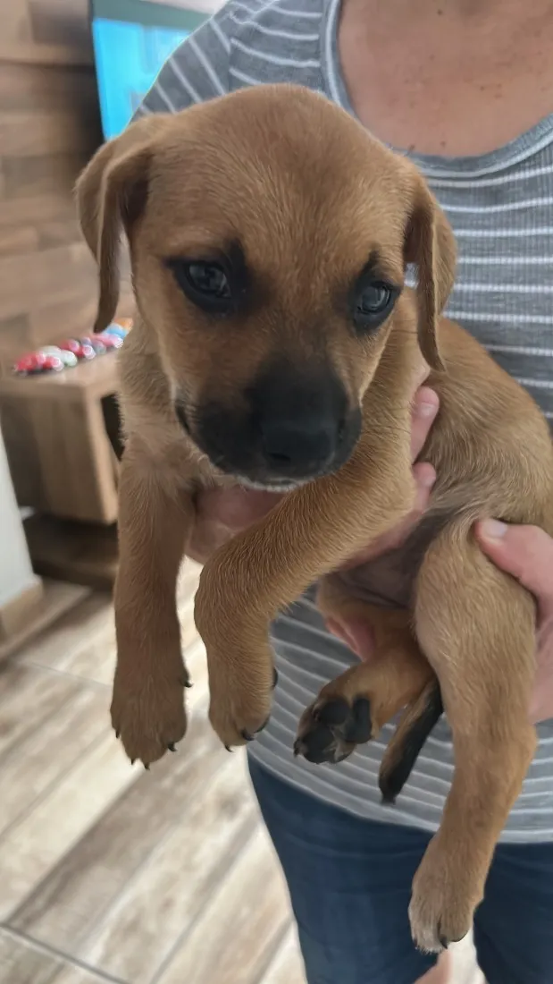 Cachorro raça SRD-ViraLata idade Abaixo de 2 meses nome Mel
