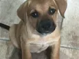 Mel