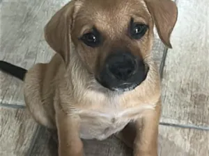 Cachorro raça SRD-ViraLata idade Abaixo de 2 meses nome Mel