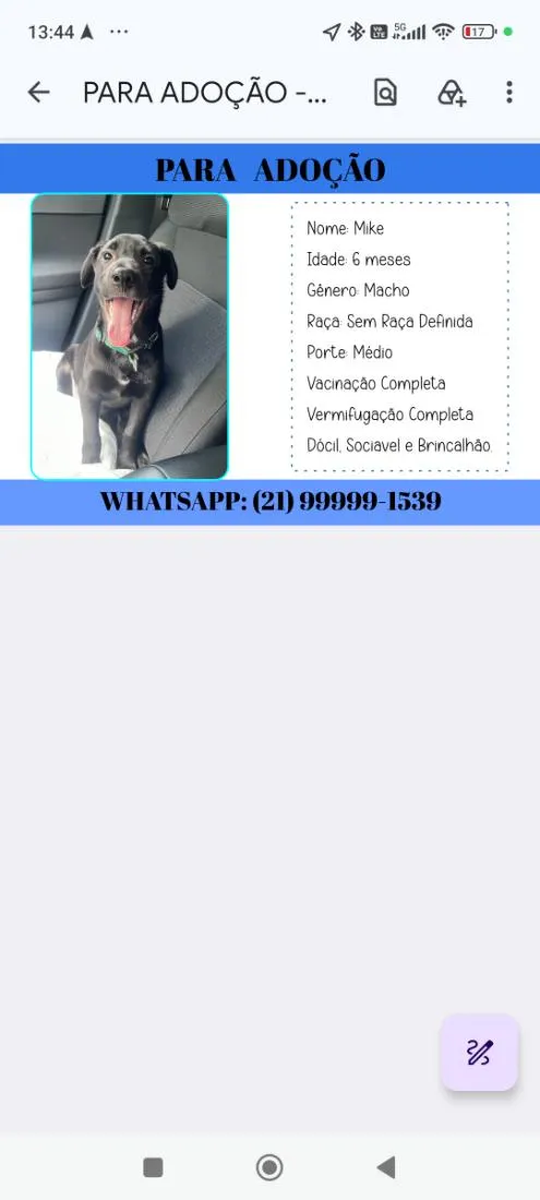 Cachorro raça SRD-ViraLata idade 2 a 6 meses nome Mike