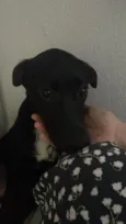 Teka