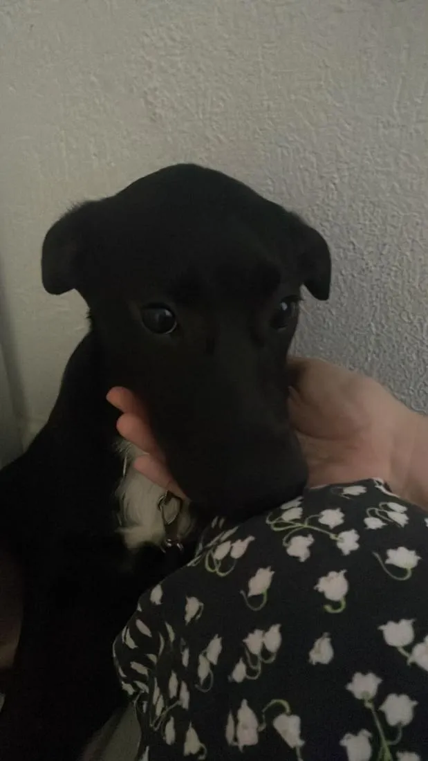 Cachorro raça SRD-ViraLata idade 2 a 6 meses nome Teka