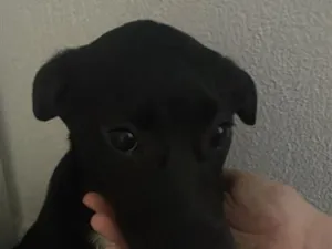 Cachorro raça SRD-ViraLata idade 2 a 6 meses nome Teka