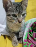 Joaquim 