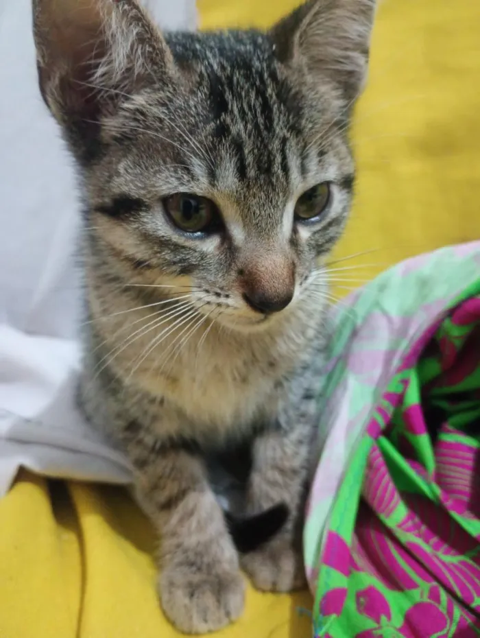 Gato raça SRD-ViraLata idade 2 a 6 meses nome Joaquim 