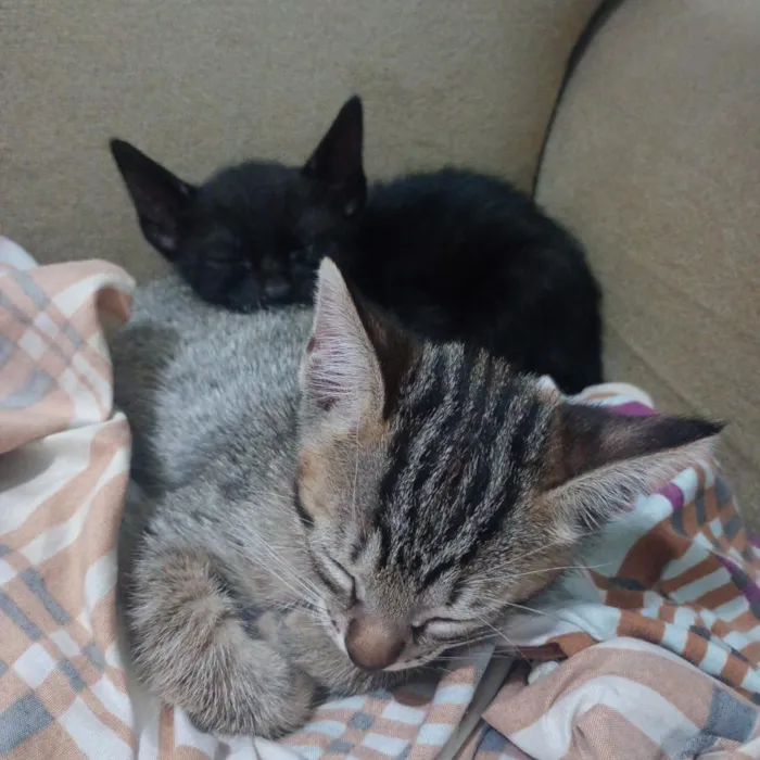 Gato raça SRD-ViraLata idade 2 a 6 meses nome Joaquim 