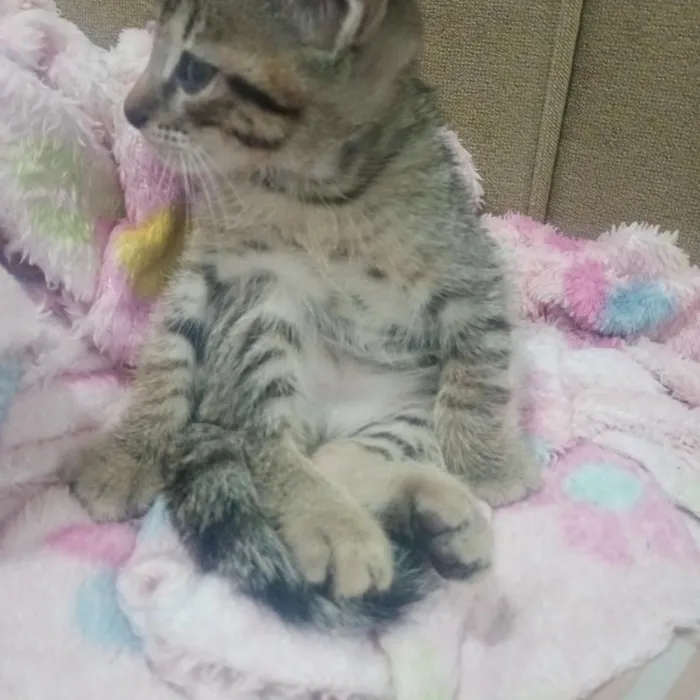 Gato raça SRD-ViraLata idade 2 a 6 meses nome Joaquim 