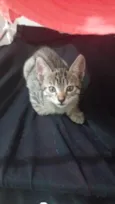 Joaquim 