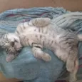 Joaquim 
