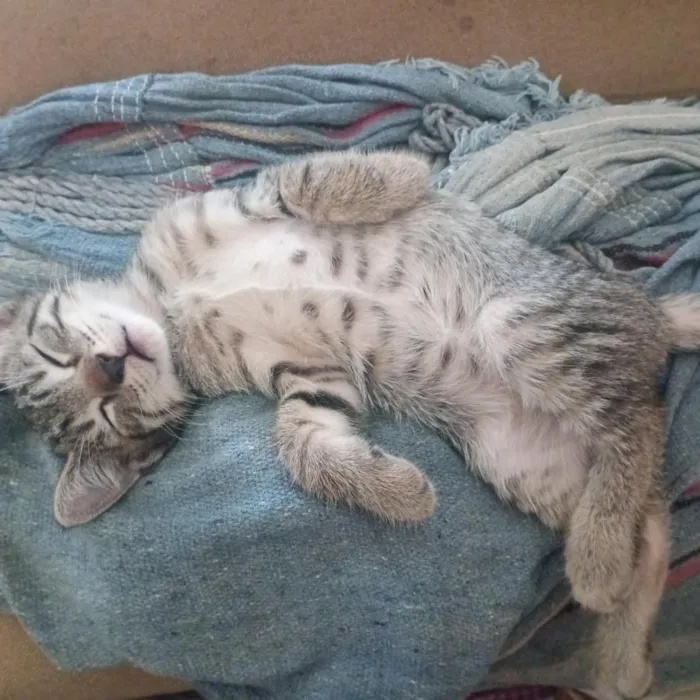 Gato raça SRD-ViraLata idade 2 a 6 meses nome Joaquim 