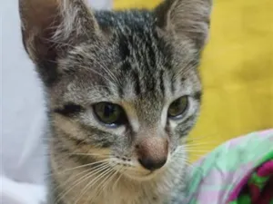Gato raça SRD-ViraLata idade 2 a 6 meses nome Joaquim 