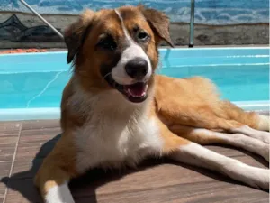 Cachorro raça SRD-ViraLata idade 1 ano nome Apollo