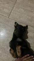Cacau