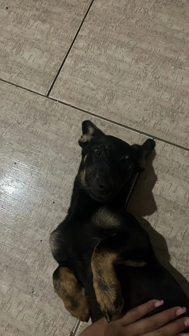 Cachorro raça SRD-ViraLata idade 2 a 6 meses nome Cacau