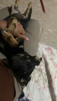 Cacau