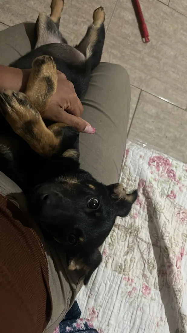 Cachorro raça SRD-ViraLata idade 2 a 6 meses nome Cacau