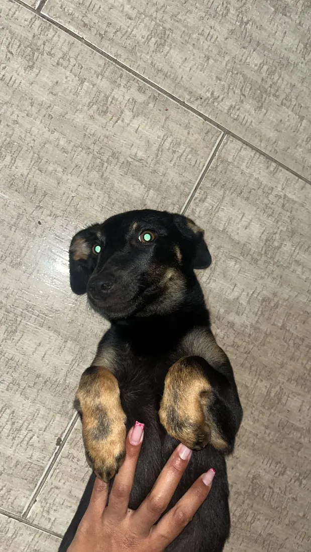 Cachorro raça SRD-ViraLata idade 2 a 6 meses nome Cacau