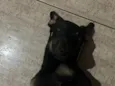 Cacau