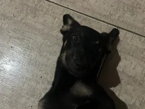 Cachorro raça SRD-ViraLata idade 2 a 6 meses nome Cacau