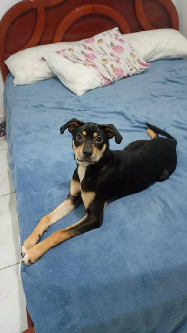 Cachorro raça SRD-ViraLata idade 2 a 6 meses nome Chanel