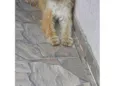 Peludinha