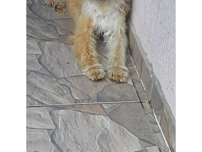 Cachorro raça Goldendoodle idade 1 ano nome Peludinha