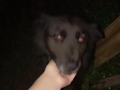 Cachorro raça SRD-ViraLata idade 2 a 6 meses nome Pretinha