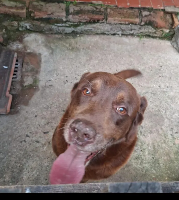 Cachorro raça Labrador idade 5 anos nome Tayson