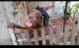 Tayson